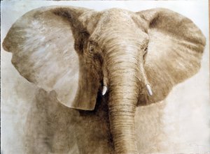 Elefant, 2004